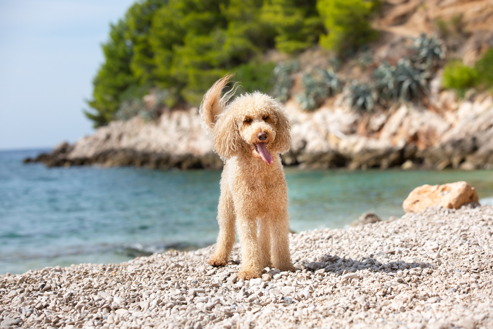 cane in valigia