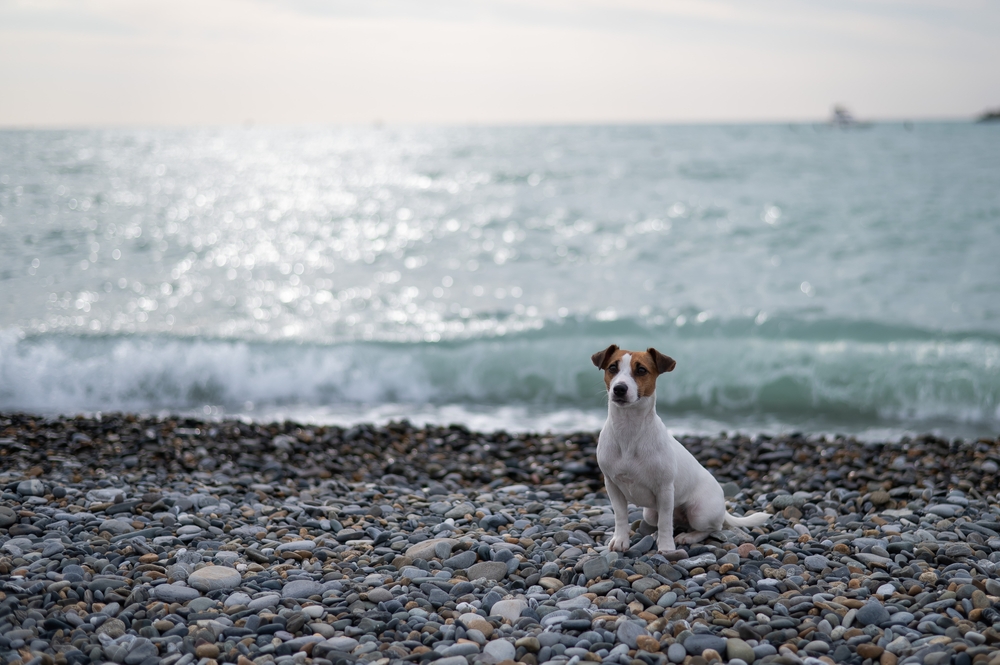 cane passeggiata